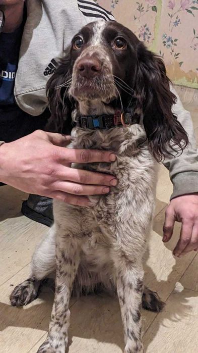 Русский охотничий спаниель