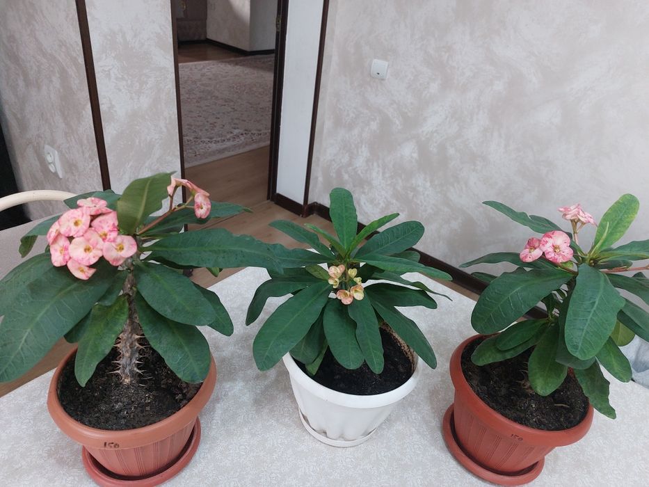 Комнатные растения