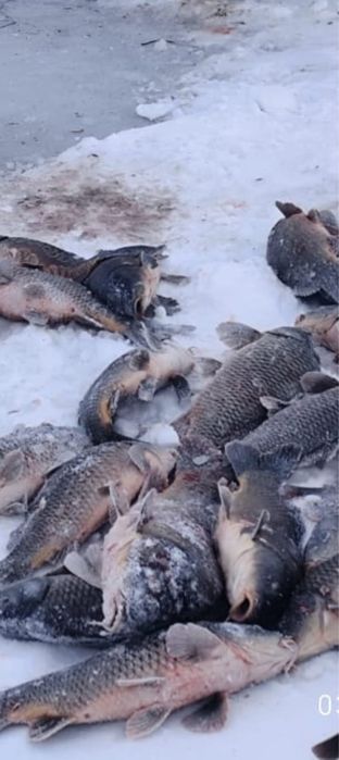 Рыба в ассортименте : карп,карась,щука