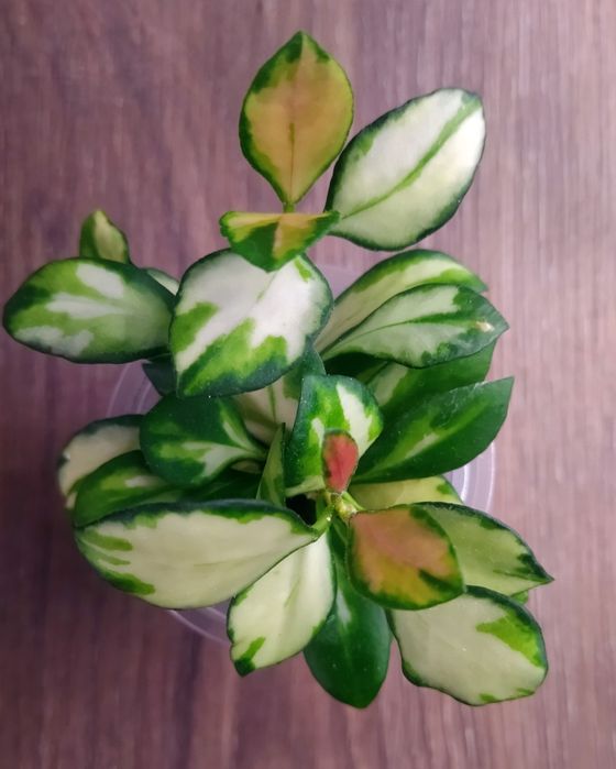 Хойя nabawanensis, Пахиклада альба, Лиза и др