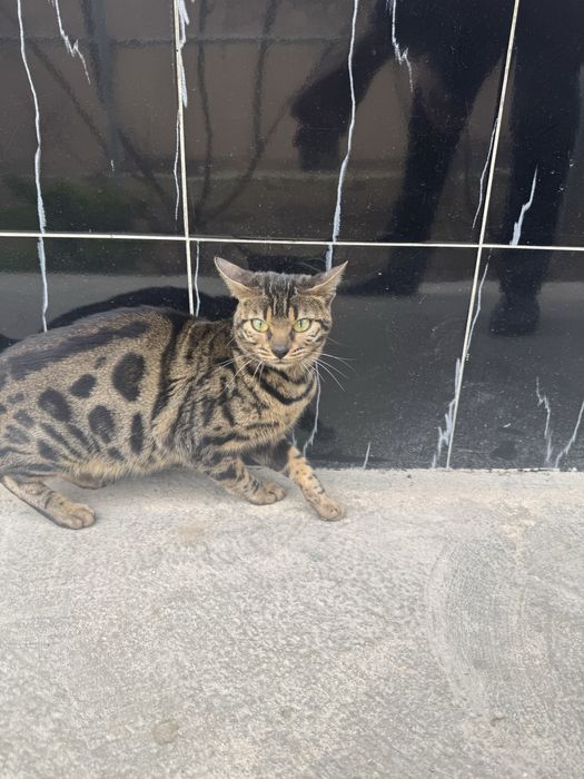 Bengaliskiy mushuk toza qon