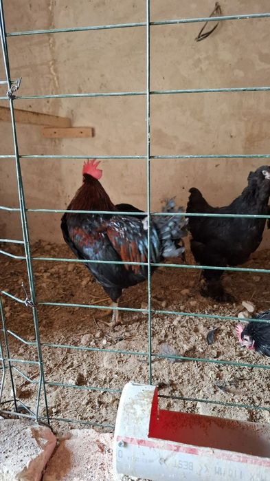 Жўжа Тўвуқ ва хўроз сотилади