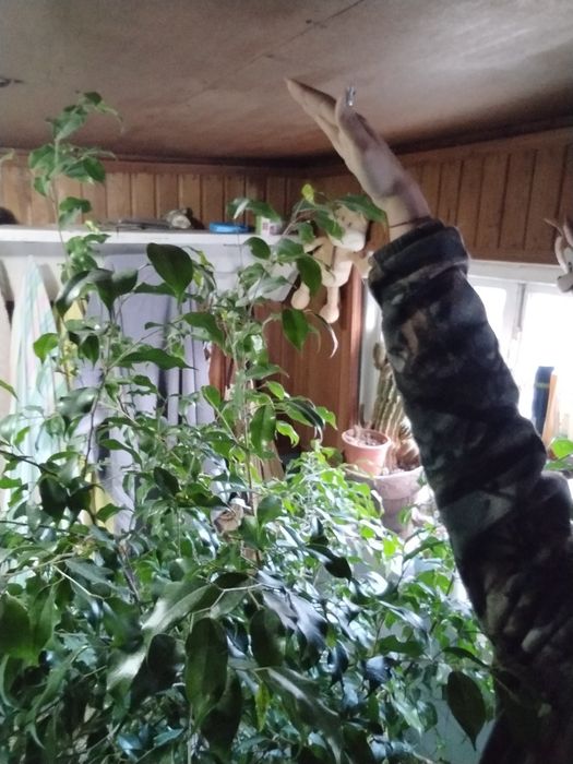 Продаётся фикус Бенджамина