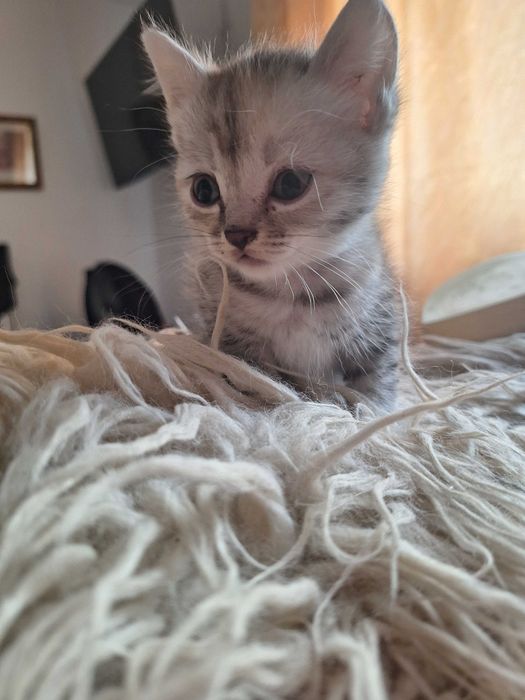 Отдам котят в хорошие руки!