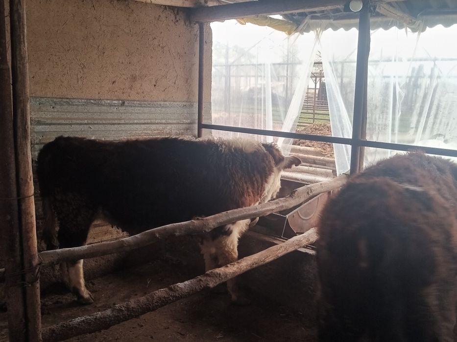 Boqma paroda buqalar smental va grendort narxini telefonda belgilanadi