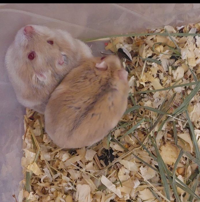 Джунгарики мандаринки