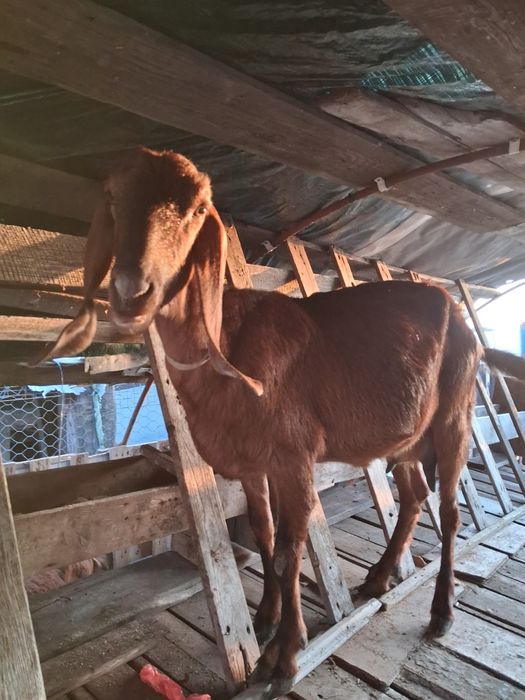 Capre Anglonubian vând