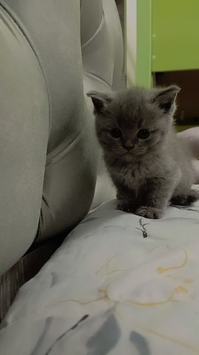 Кошка британской пароды