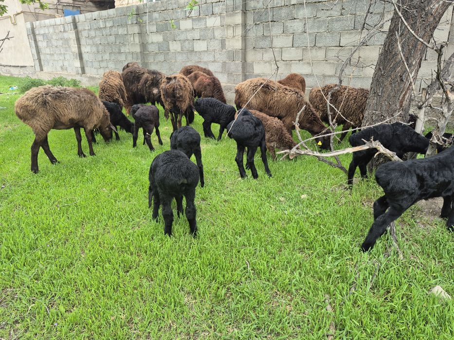 Козылы койлар қозылы қойлар қой