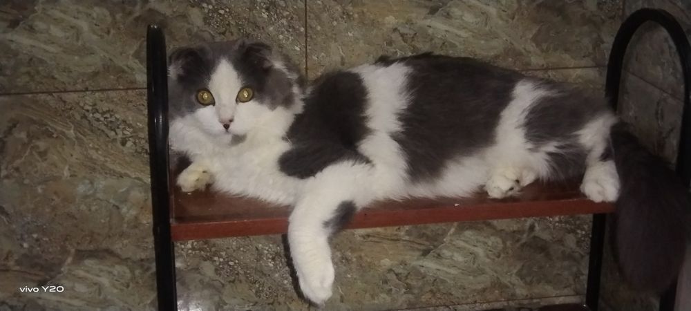 Вязка красивый породистый Кот