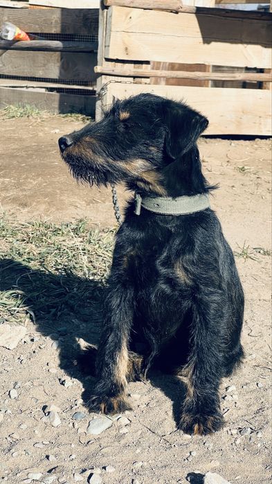 Ягтерьер сатылады