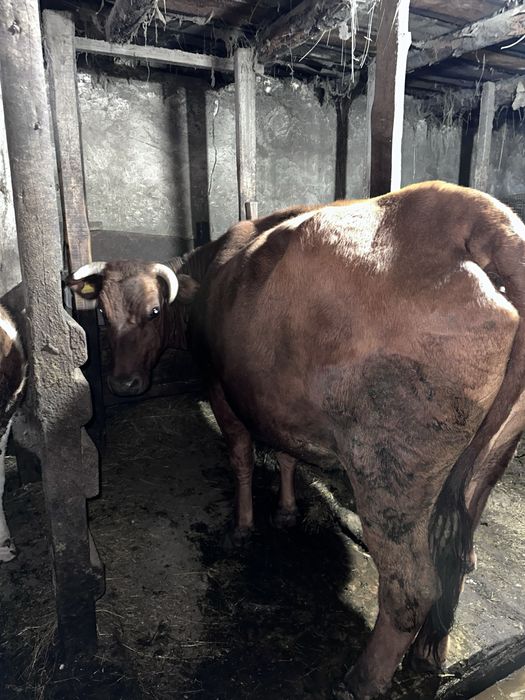 Коровы и телята