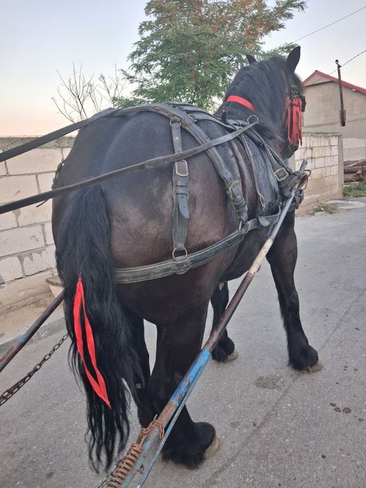 De vânzare mânză talie mare  de 3 ani jumate adusă recent din Polonia  cu acte