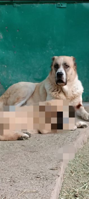 Алабай # щенки #