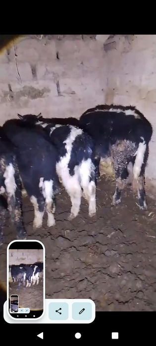 14. Бұқалар сатылады