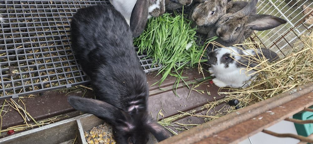 Vând iepuri,metis ug cu fluture