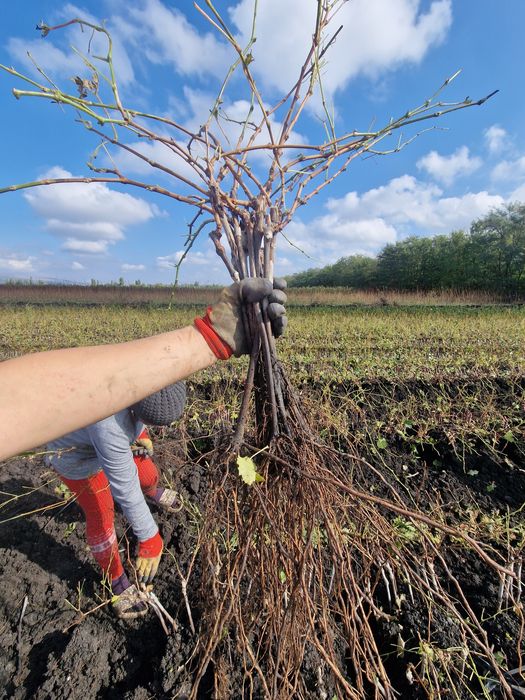 Butasi de vita de vie altoiti