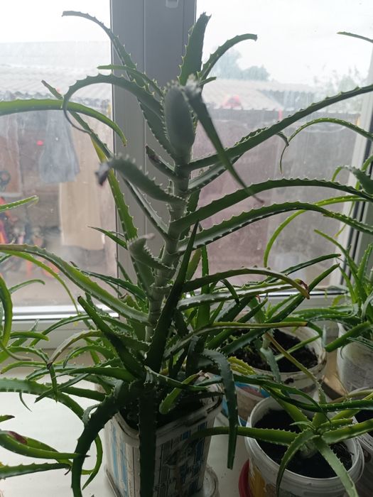 Продаются трёхлетние алоэ