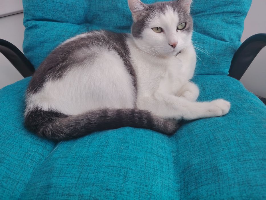 Donez pisică cu vârsta de 5 ani