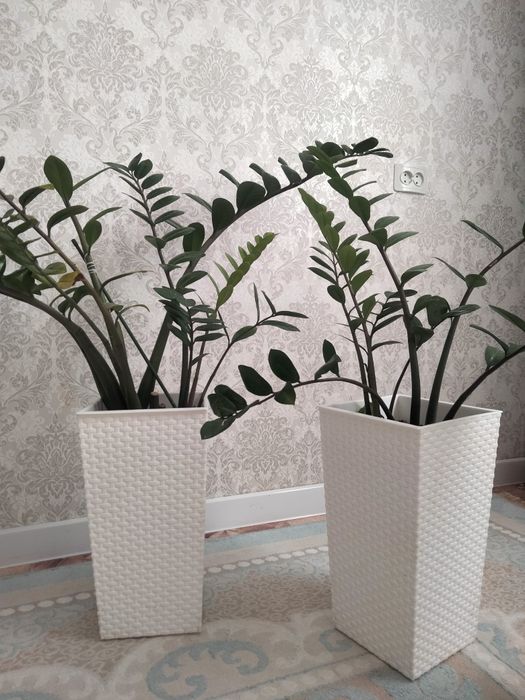 Әдемі бөлме гулдері