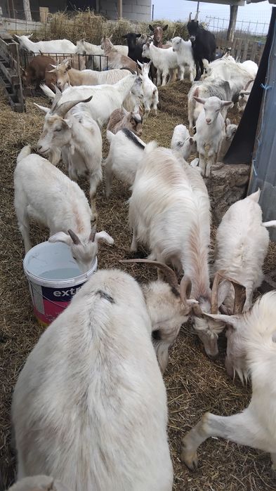 Iezi de tăiat și capre cu lapte