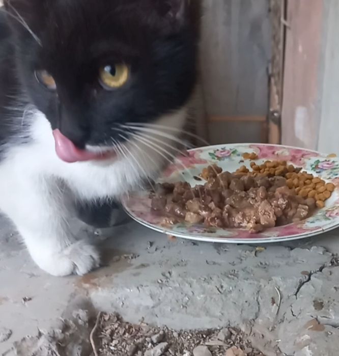Котёнок в добрые руки
