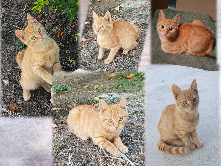 Малки котета – различни шарки