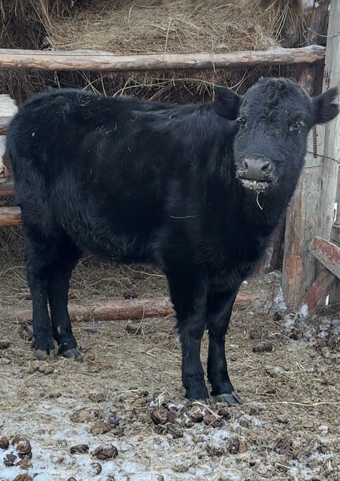 Продам 2полтарашек и годовалую телку