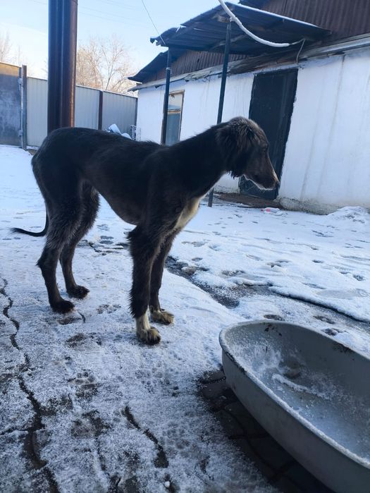 Продаю тазы 4 месяце д вочка