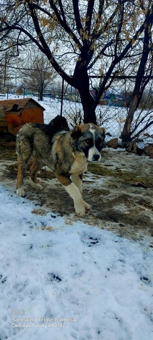 Алабай 6 айлық таза қанды