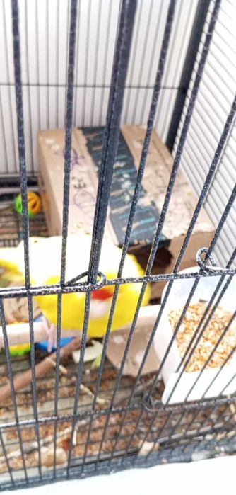 Мъжки Папагал Какарики с клетка и аксесоари