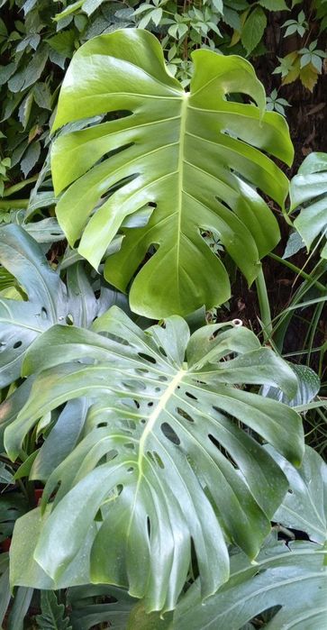 Монстера деликатесная ( Deliciosa) . Большая монстера, крупные листья.