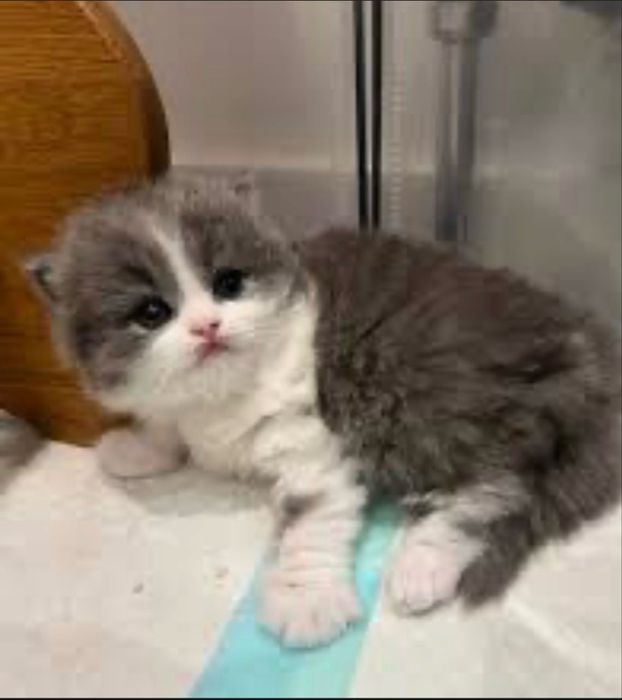 Шотландский котенок