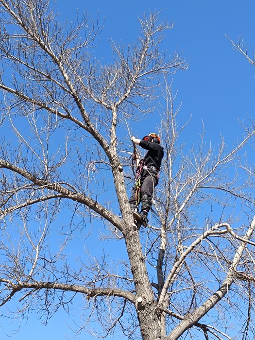 Пилим Валим Деревья Талдыкорган