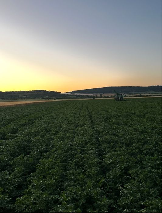 Картофи сорт сорая – фракция 50+