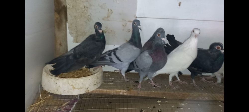 Почтовый Белгицы голуби