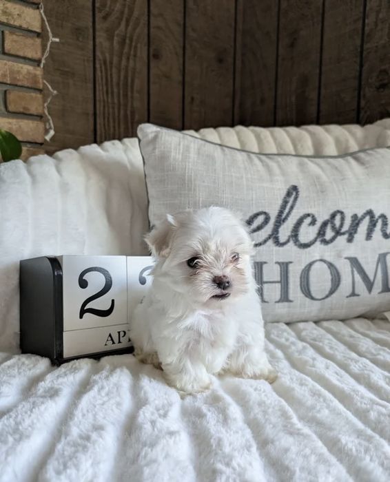 Fetita bichon maltez mini toy
