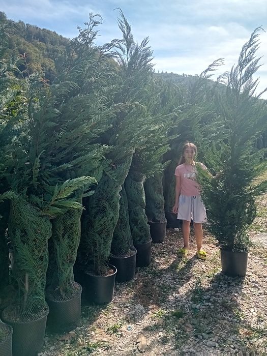 Vând chiparos leylandii