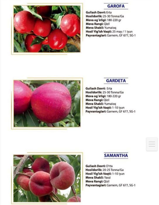 Шафтоли кучатлари сотувда