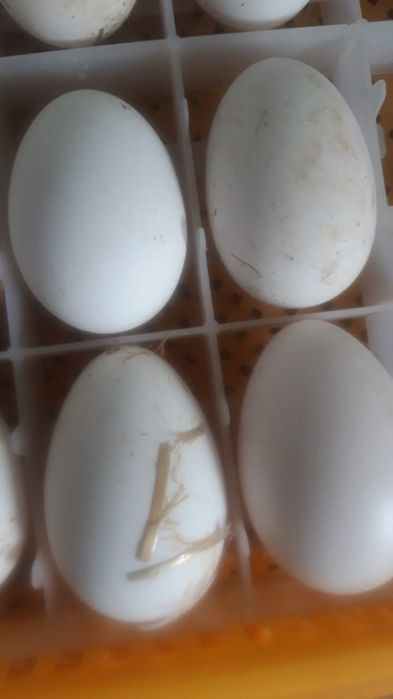 Продам инкубационное  индюшинное и гусинное яйцо