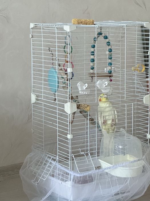 Продам кореллу птичку