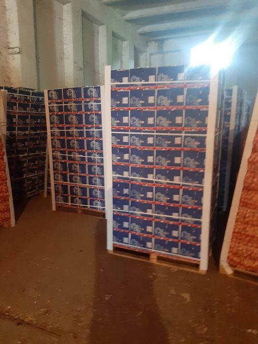 Vand usturoi spaniol si românesc!!!