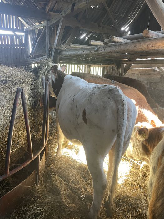 Vand juninci si tauri