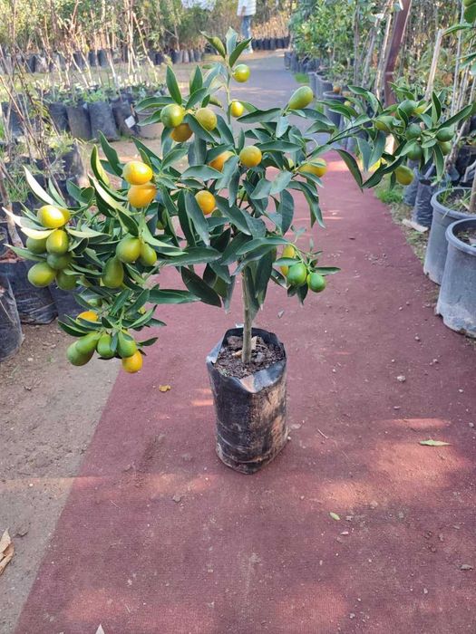 оптом нархда: лимон, апилсин, мандарин, кумкуват кўчатлари ишонарли