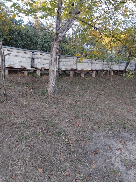 Vind lăzi pentru stupi