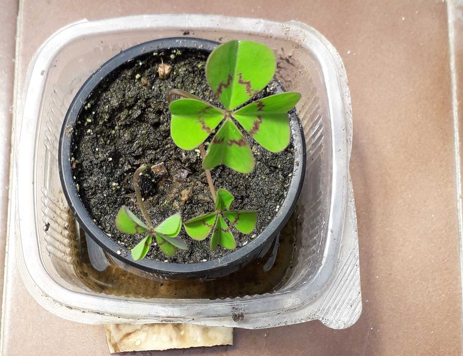 Четирилистна детелина