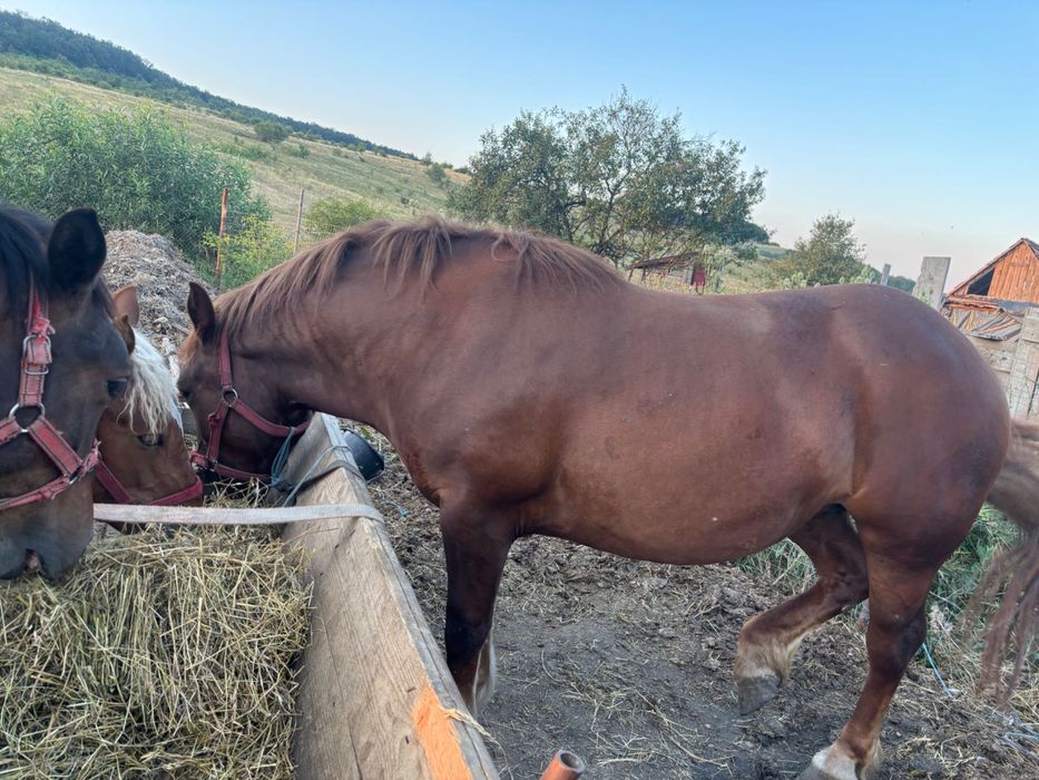 Cai manze două de 1 an și una de 2 ani