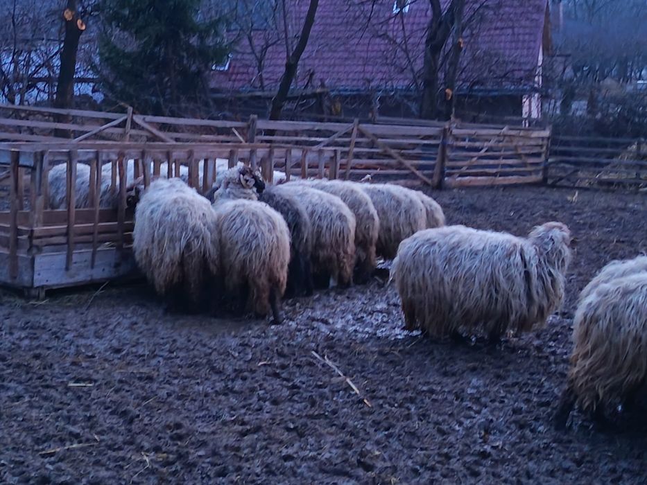 Oi bucalai de vanzare