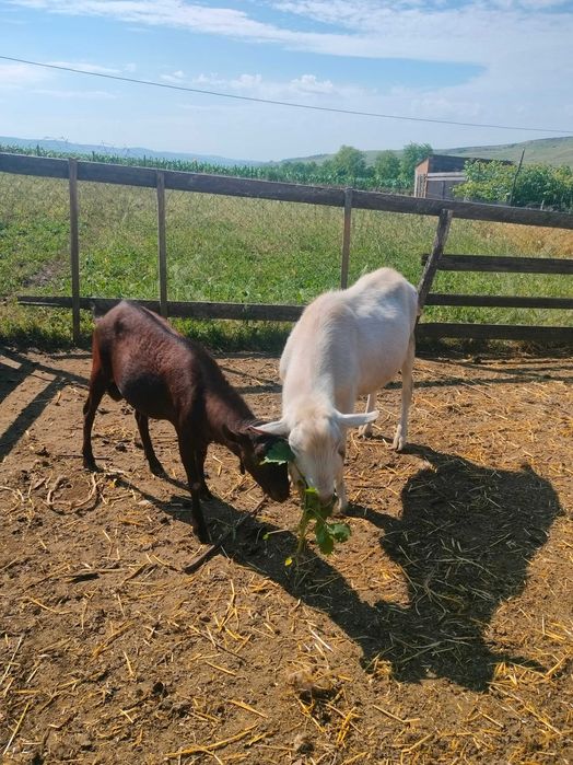 Vând țap Saanen și țap Murciano Granadina