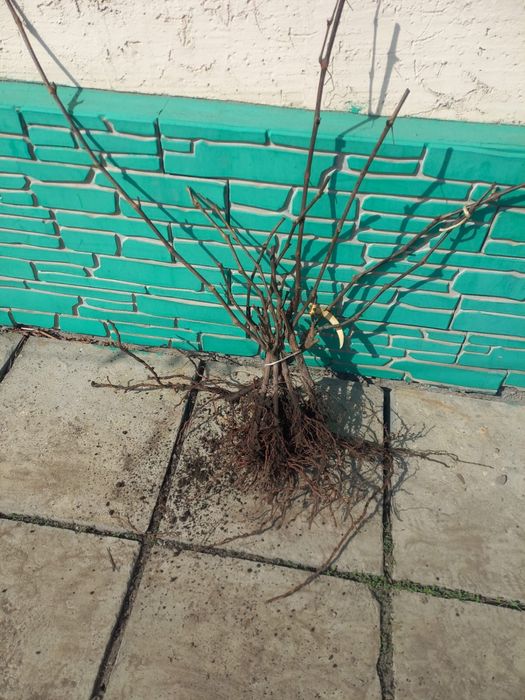 Саженцы винограда